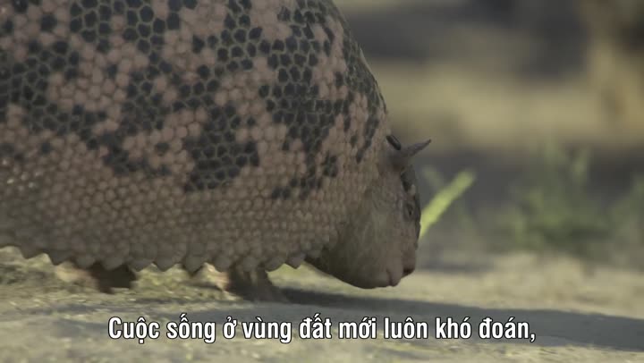 Hành Tinh Thời Tiền Sử (Phần 3) 9 Tập 2 phim Hành Tinh Thời Tiền Sử (Phần 3)