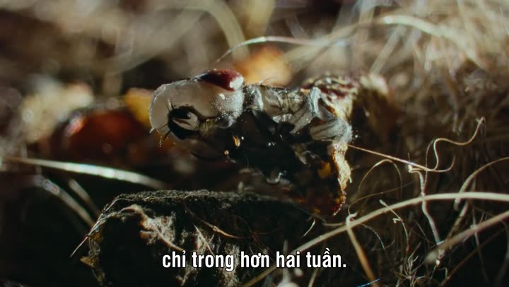 Ác Mộng Của Thiên Nhiên 9 Tập 2 phim Ác Mộng Của Thiên Nhiên