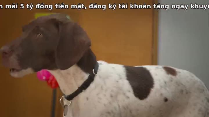 Super PupZ: Những chú cún siêu năng 10 Hình ảnh tập 3 Super PupZ: Những chú cún siêu năng
