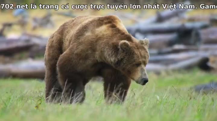 Động vật (Phần 2) 10 Hình ảnh tập 3 Động vật (Phần 2)
