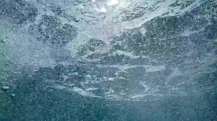 Động vật (Phần 2) 9 Tập 4 phim Động vật (Phần 2)