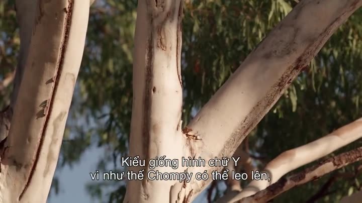 Tập 3 phim Thế giới gấu túi của Izzy (Phần 2)