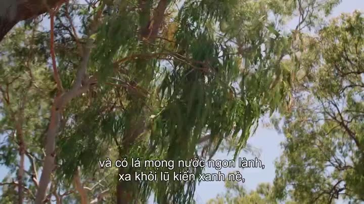 Tập 5 phim Thế giới gấu túi của Izzy (Phần 2)