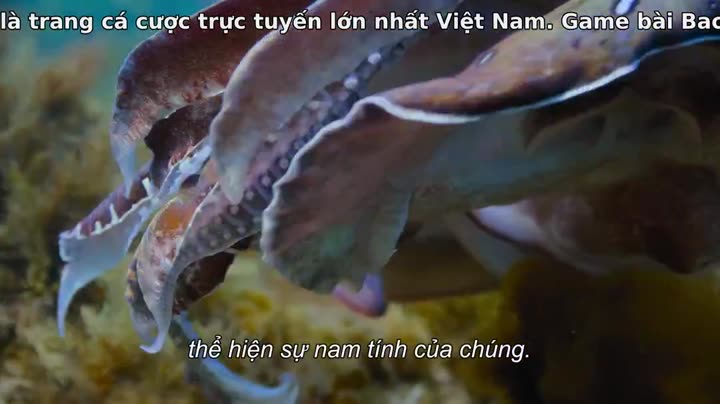 Động vật (Phần 1) 10 Hình ảnh tập 4 Động vật (Phần 1)