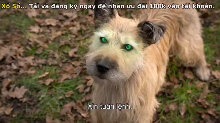 Mèo nhát 9 Tập 7 phim Mèo nhát