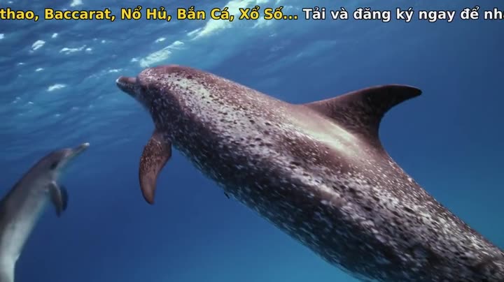 Nghệ thuật của tự nhiên (Phần 2) 9 Tập 4 phim Nghệ thuật của tự nhiên (Phần 2)