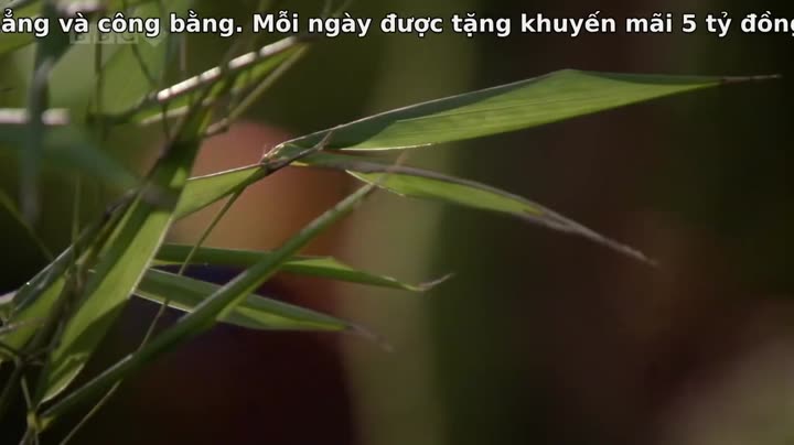 Thiên Nhiên Hoang Dã Trung Quốc 9 Tập 2 phim Thiên Nhiên Hoang Dã Trung Quốc