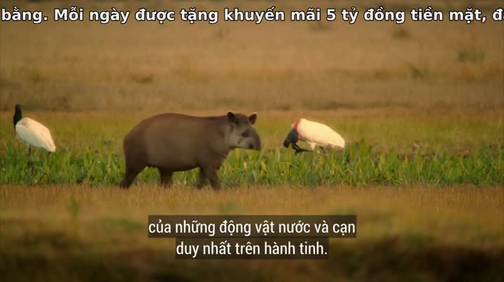 Tập 1 phim Thiên Nhiên Brazil Hoang Dã