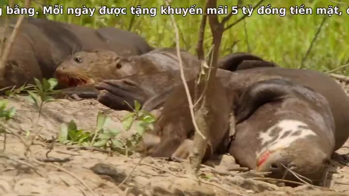 Thiên Nhiên Brazil Hoang Dã 9 Tập 3 phim Thiên Nhiên Brazil Hoang Dã